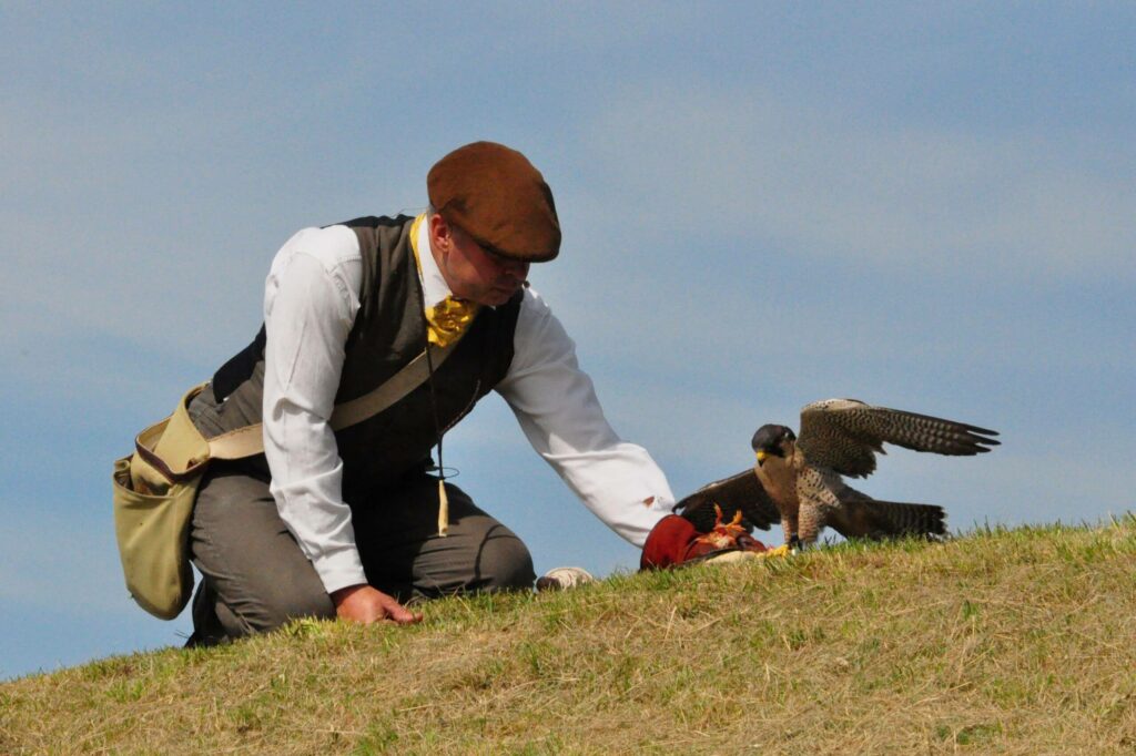 A handler with a peregrine falcon